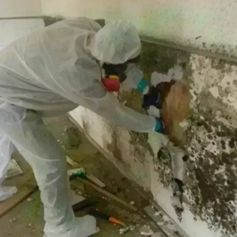 Mold Remediation and Removal in Morgantown, KY